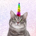 Cute cat with rainbow unicorn horn on blurred sparkling background