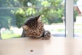 Cute cat reaching for treat on table Royalty Free Stock Photo