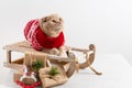 Cute cat in red knitted sweater on the sledge with presents on white background. Chritmas, New Year shopping, sale concept. Copy