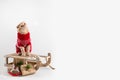 Cute cat in red knitted sweater on the sledge with presents on white background. Chritmas, New Year shopping, sale concept. Copy