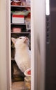 Cute cat in the refrigerator Royalty Free Stock Photo