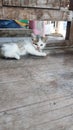 A cute cat relaxing on a chair