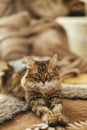 Cute cat relaxing on cozy blanket and rug at fireplace. Portrait of adorable tabby kitty lying at warm fireplace in rustic