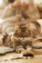 Cute cat relaxing on cozy blanket and rug at fireplace. Portrait of adorable tabby kitty lying at warm fireplace in rustic