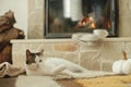 Cute cat relaxing on cozy rug at fireplace. Portrait of adorable kitty lying at warm fireplace with autumn decor and firewood