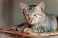 Cute cat relaxing on the mat