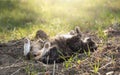 Cute cat relaxing under sunshine Royalty Free Stock Photo