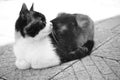 Cute cat rest in courtyard on the stone floor. Maneki neko kitty. Bw photo Royalty Free Stock Photo