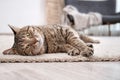 Cute cat resting on carpet Royalty Free Stock Photo