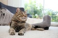 Cute cat resting on carpet Royalty Free Stock Photo