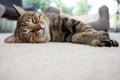 Cute cat resting on carpet Royalty Free Stock Photo