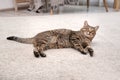 Cute cat resting on carpet Royalty Free Stock Photo