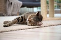 Cute cat resting on carpet Royalty Free Stock Photo