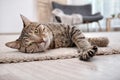 Cute cat resting on carpet Royalty Free Stock Photo