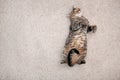 Cute cat resting on carpet at home Royalty Free Stock Photo