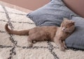 Cute cat resting on carpet indoors Royalty Free Stock Photo