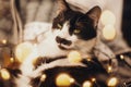 Cute cat resting in christmas festive lights bokeh on grey blanket at home. Cozy moody winter evening. Holidays and pets. Funny Royalty Free Stock Photo