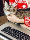 Cute cat resting in hands. woman in pajamas holding and petting