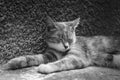 Cute cat resting near house wall outdoors. BW photo