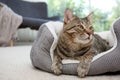 Cute cat resting on pet bed Royalty Free Stock Photo