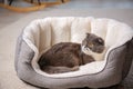 Cute cat resting on pet bed Royalty Free Stock Photo