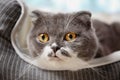 Cute cat resting on pet bed Royalty Free Stock Photo