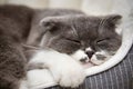 Cute cat resting on pet bed Royalty Free Stock Photo