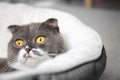 Cute cat resting on pet bed Royalty Free Stock Photo