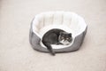 Cute cat resting on pet bed Royalty Free Stock Photo