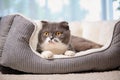 Cute cat resting on pet bed Royalty Free Stock Photo