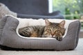 Cute cat resting on pet bed Royalty Free Stock Photo