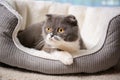 Cute cat resting on pet bed Royalty Free Stock Photo