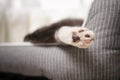 Cute cat resting on pet bed at home, closeup Royalty Free Stock Photo