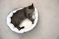 Cute cat resting on pet bed at home, Royalty Free Stock Photo