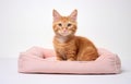 Cute cat resting on pet bed on white background Royalty Free Stock Photo