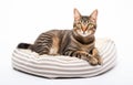 Cute cat resting on pet bed on white background Royalty Free Stock Photo