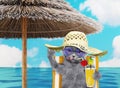 Cute cat resting and relaxing on the beach chair under umbrella with juice at the beach ocean shore, on summer vacation Royalty Free Stock Photo