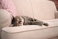 Cute cat resting on sofa Royalty Free Stock Photo