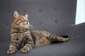 Cute cat resting on sofa Royalty Free Stock Photo