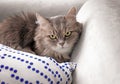 Cute cat resting on sofa at home Royalty Free Stock Photo