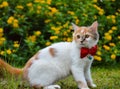 Cute Cat with Ribbon butterfly