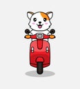 Cute cat riding a scooter Royalty Free Stock Photo