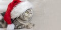 A cute cat in a santa claus hat is looking. Space for text on a gray background. Christmas card with pet