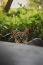 Cute cat with scared expression Royalty Free Stock Photo