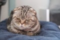 Cute cat, Scottish Fold, is depressed, she is sitting on a soft ottoman with a pensive, sad look, on a blurred