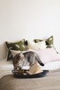 Cute cat of the Scottish straight and Linen pillows on a white bed with home decor. Royalty Free Stock Photo