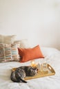 Cute cat of the Scottish straight and Linen pillows on a white bed with home decor. Royalty Free Stock Photo
