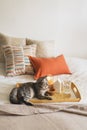 Cute cat of the Scottish straight and Linen pillows on a white bed with home decor. Royalty Free Stock Photo