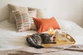 Cute cat of the Scottish straight and Linen pillows on a white bed with home decor. Royalty Free Stock Photo