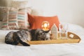 Cute cat of the Scottish straight and Linen pillows on a white bed with home decor. Royalty Free Stock Photo